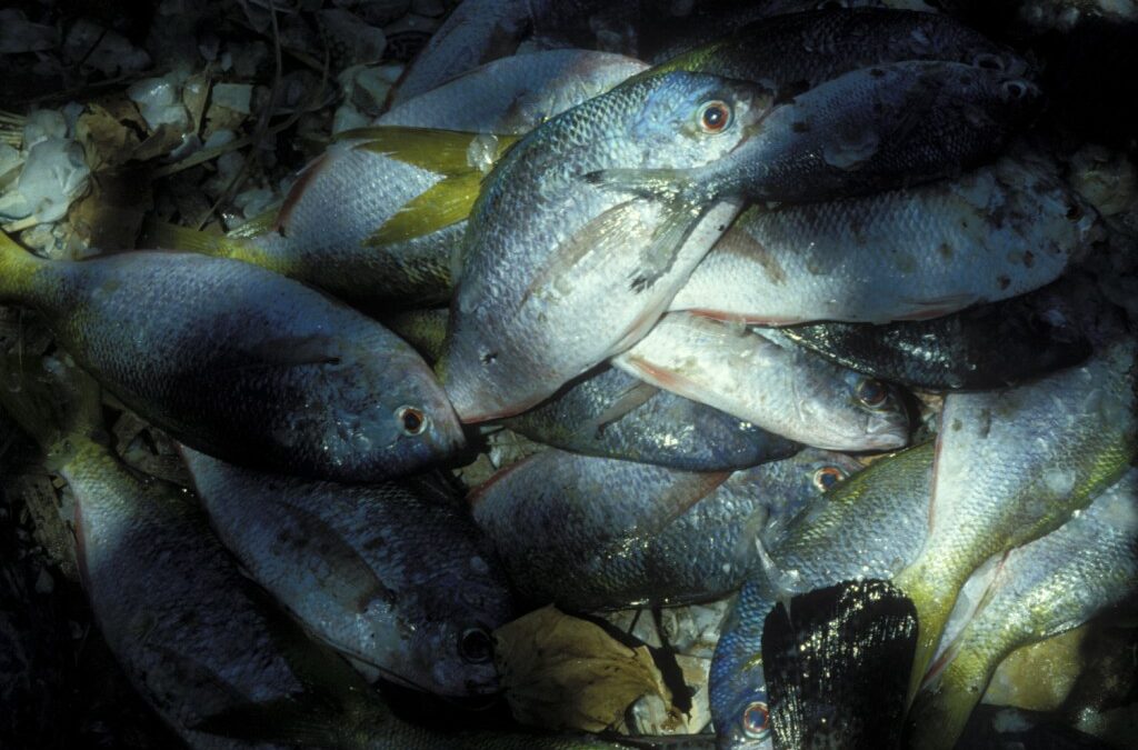 Fisch im Mittelmeer stark mit Quecksilber belastet